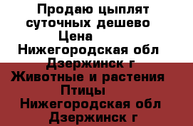 Продаю цыплят суточных дешево › Цена ­ 60 - Нижегородская обл., Дзержинск г. Животные и растения » Птицы   . Нижегородская обл.,Дзержинск г.